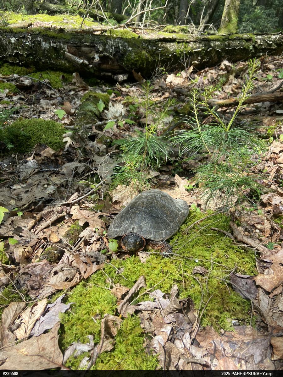 Wood Turtle
