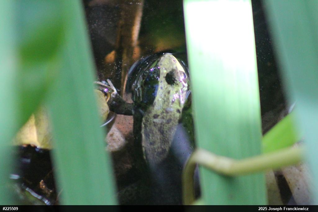 Green Frog