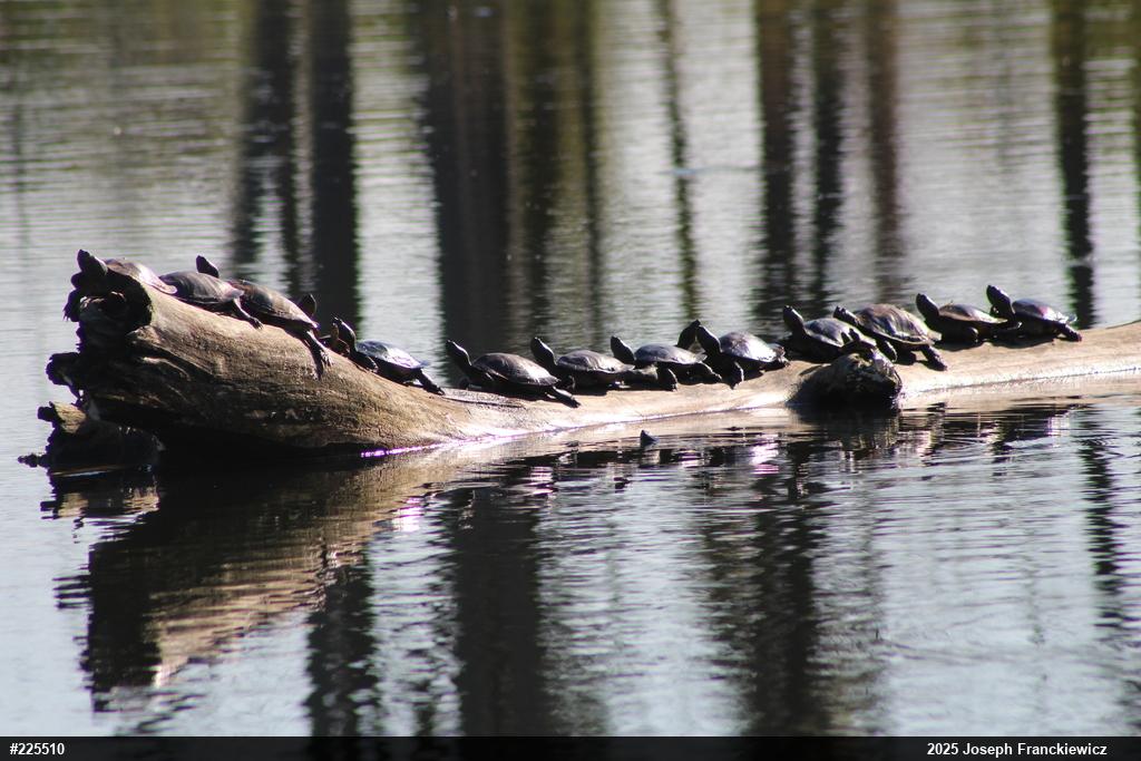 Northern Map Turtle