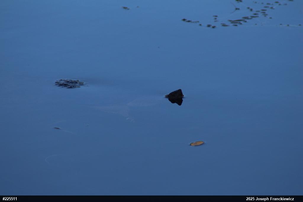 Snapping Turtle