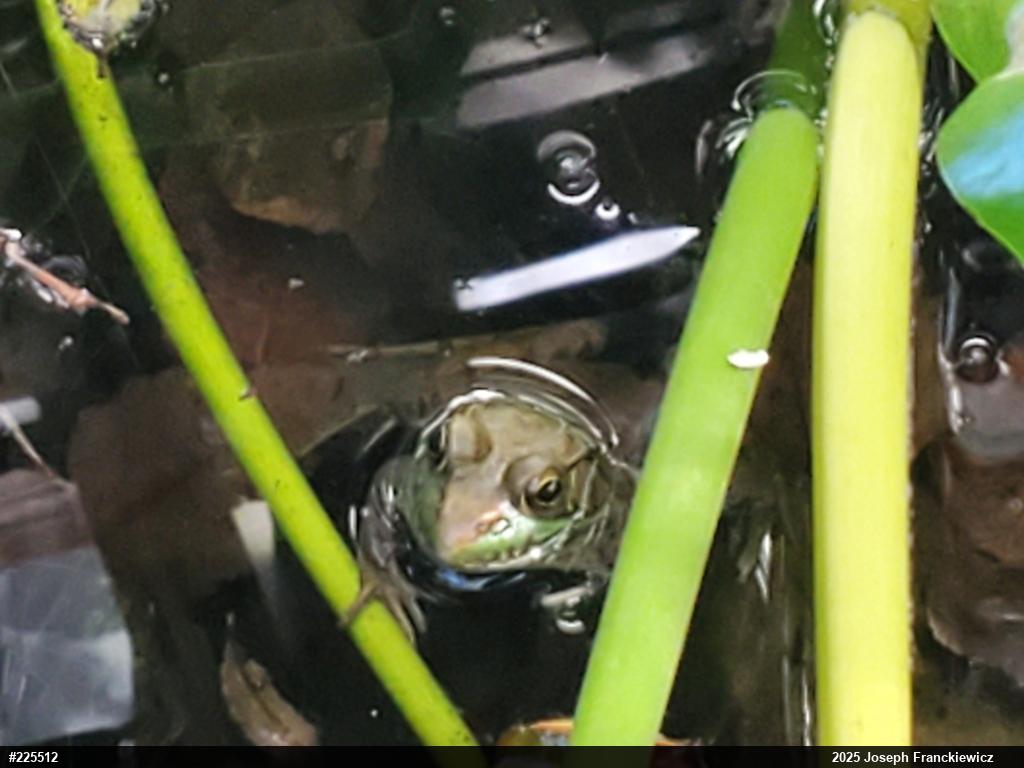 Green Frog