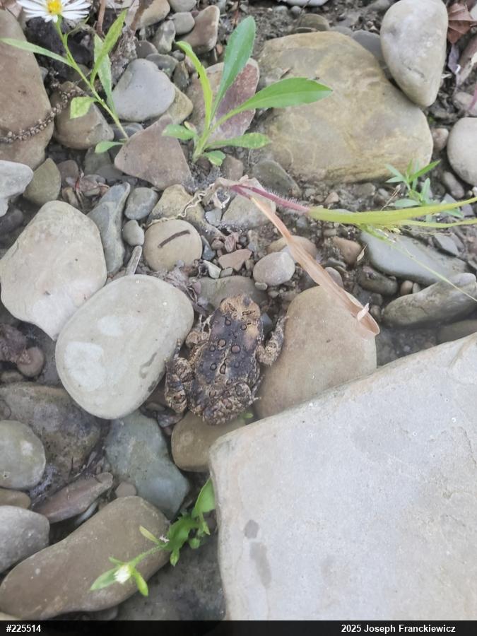 Eastern American Toad