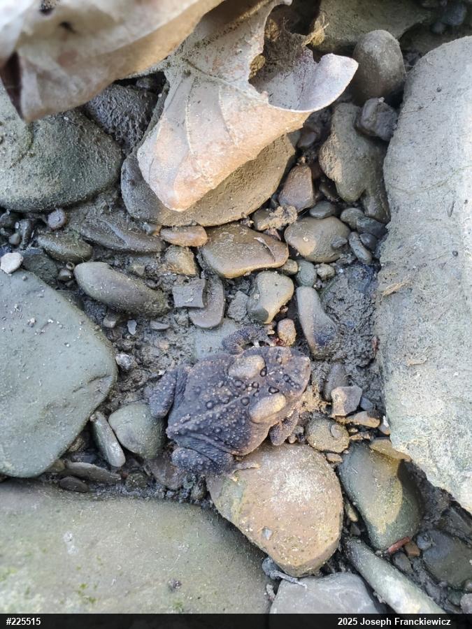 Eastern American Toad