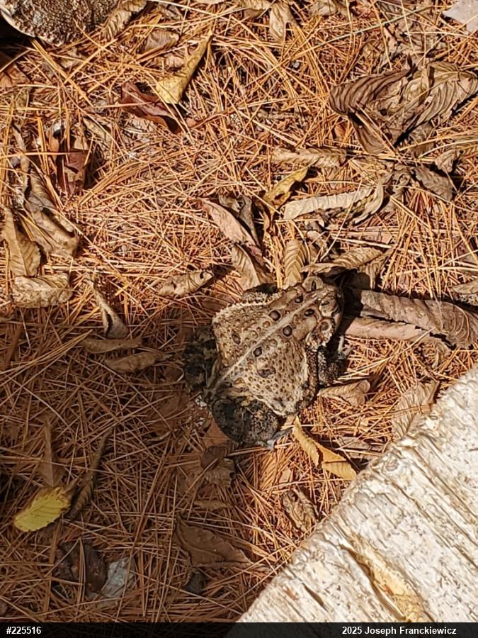Eastern American Toad