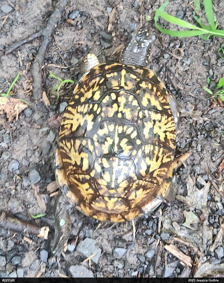 Eastern Box Turtle