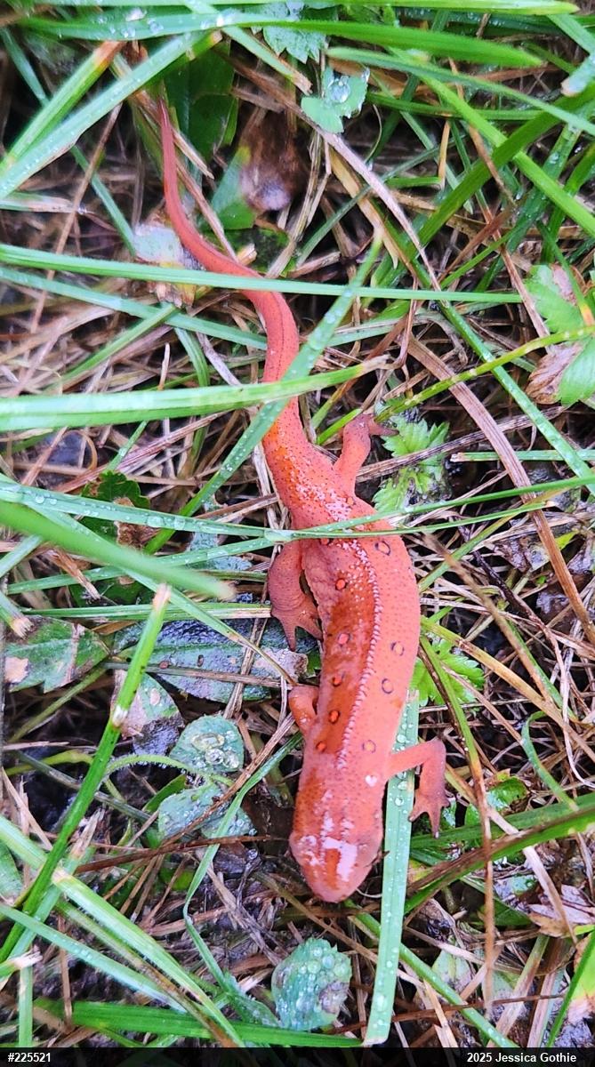 Red-spotted Newt