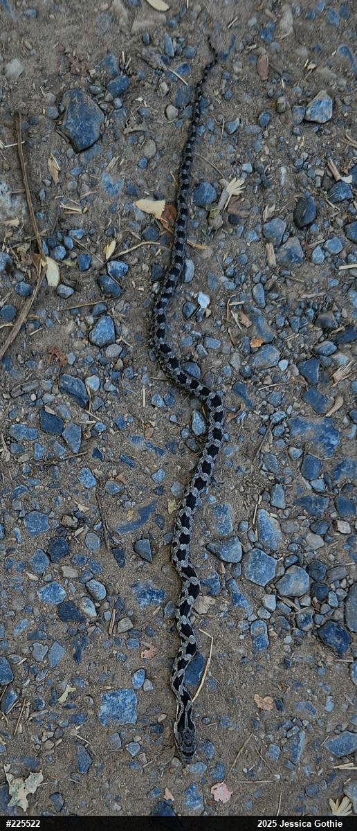 Eastern Ratsnake