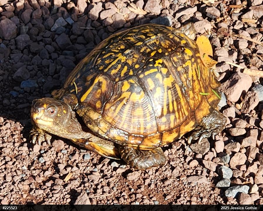Eastern Box Turtle