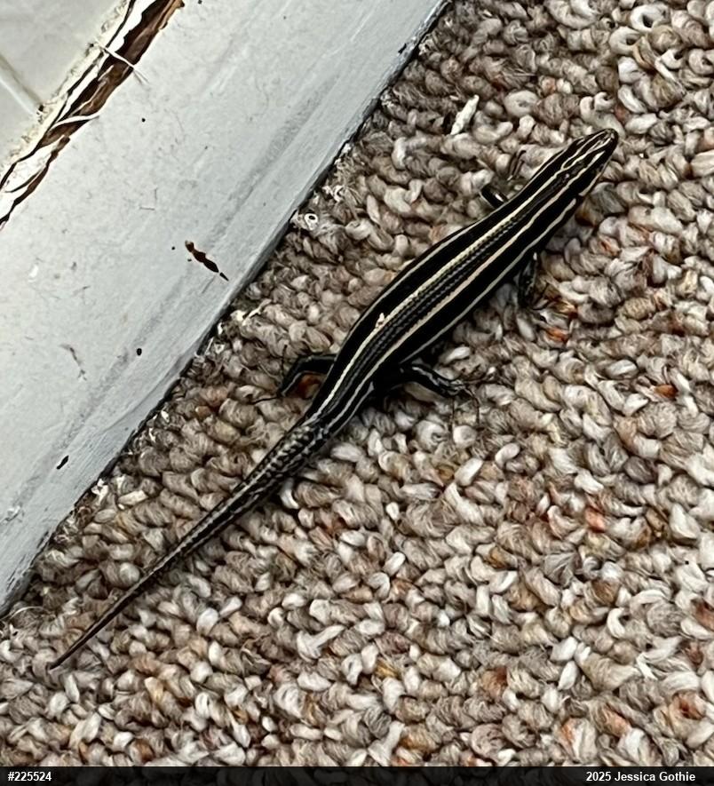 Common Five-lined Skink