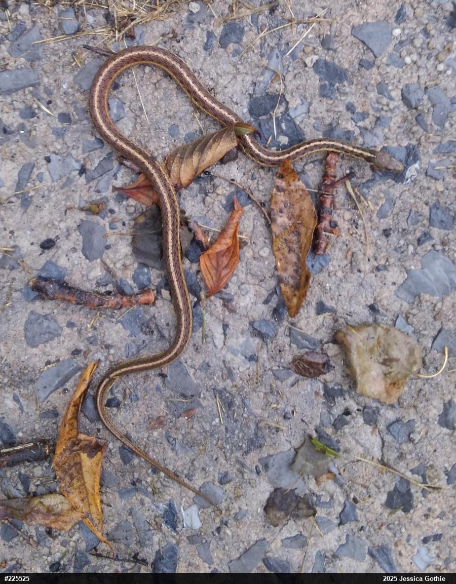 Eastern Gartersnake
