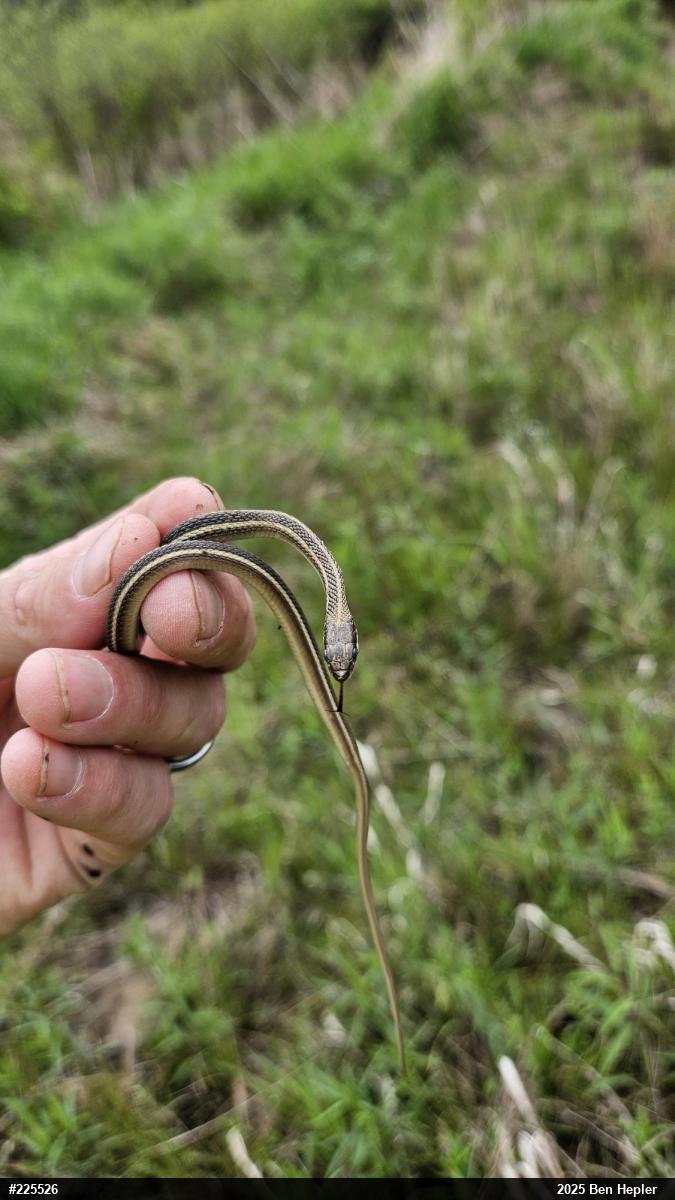 Eastern Ribbonsnake