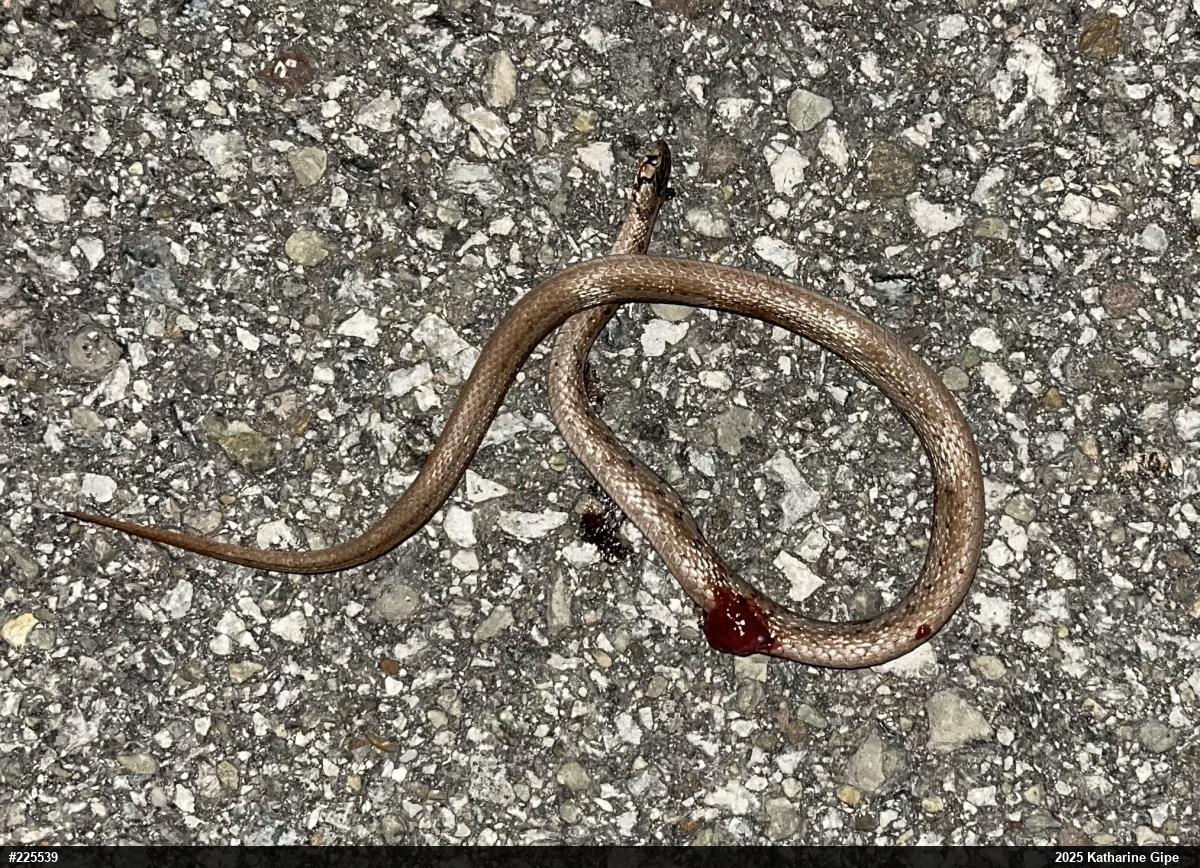 Dekay's Brownsnake