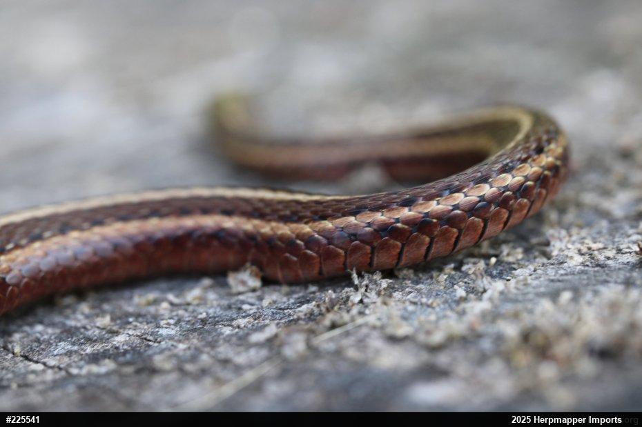 Shorthead Gartersnake