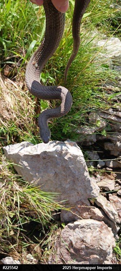 Queensnake