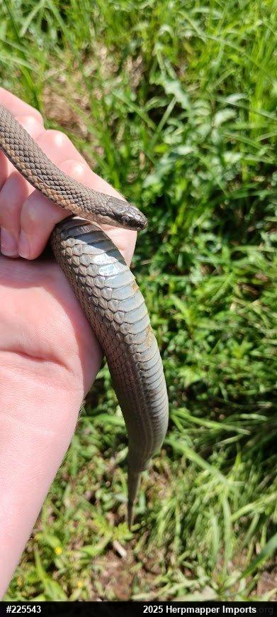 Queensnake