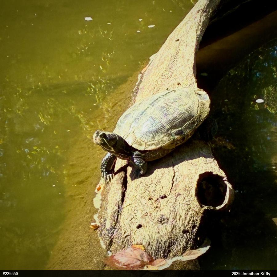 Pond Slider