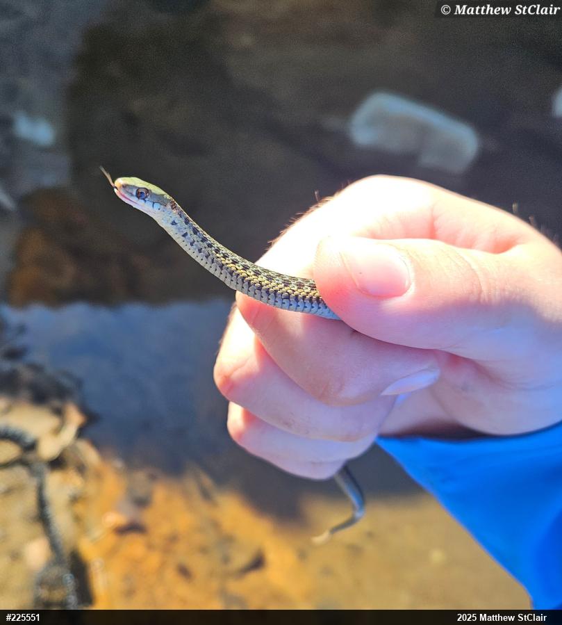 Eastern Gartersnake