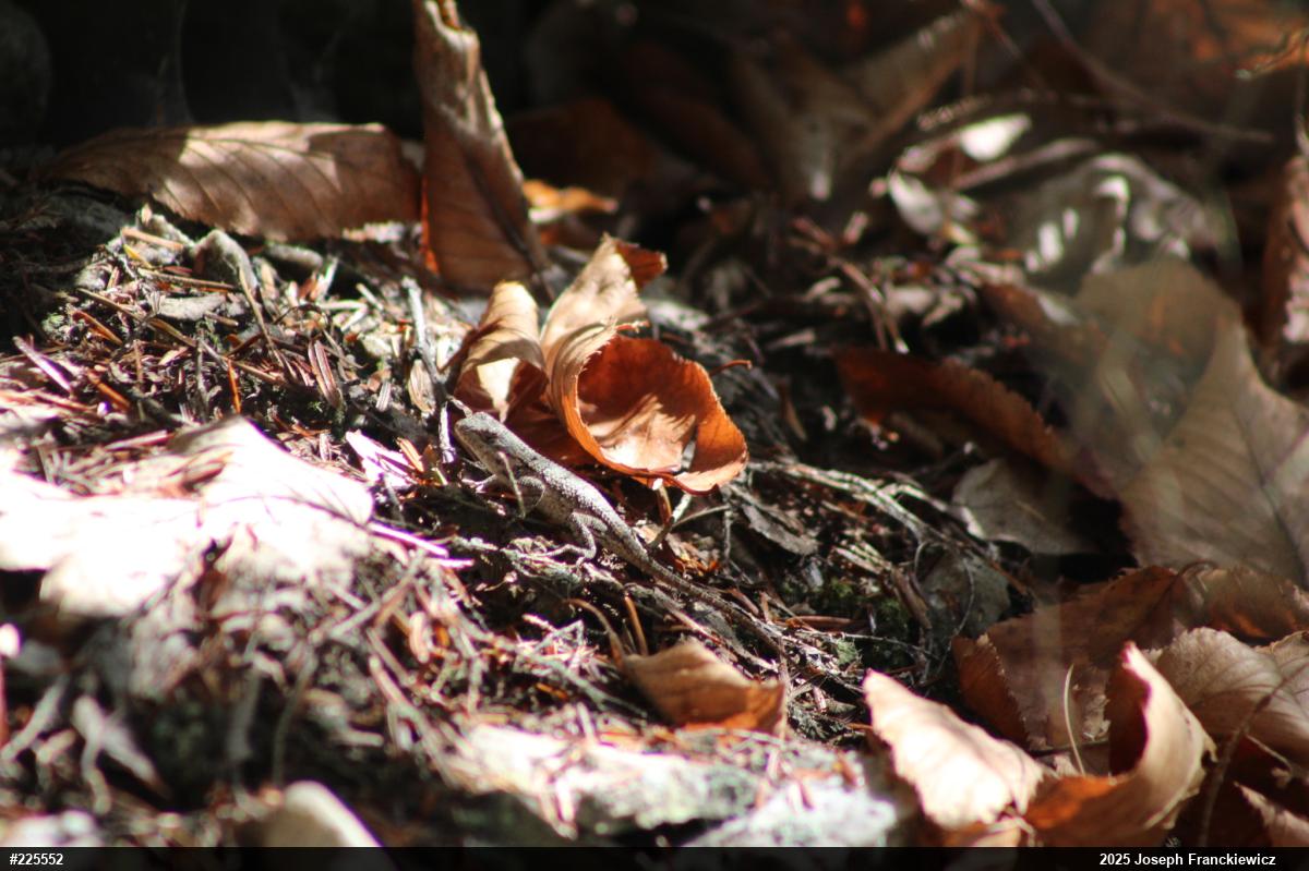 Eastern Fence Lizard
