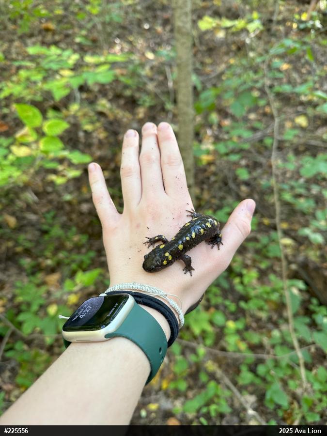 Spotted Salamander