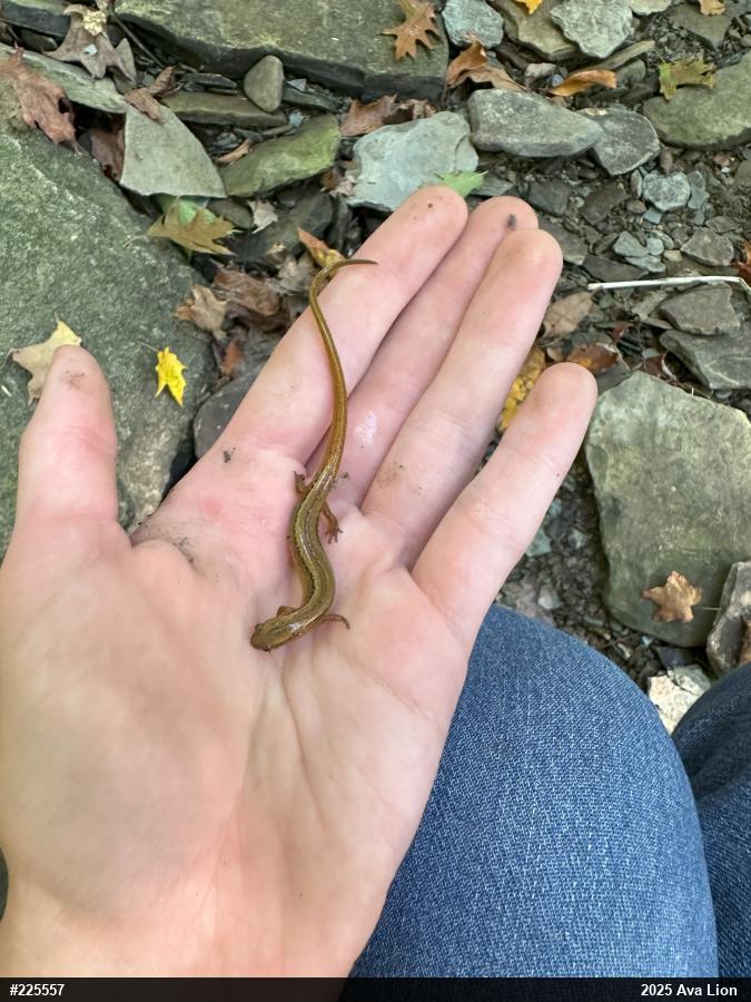 Northern Two-lined Salamander