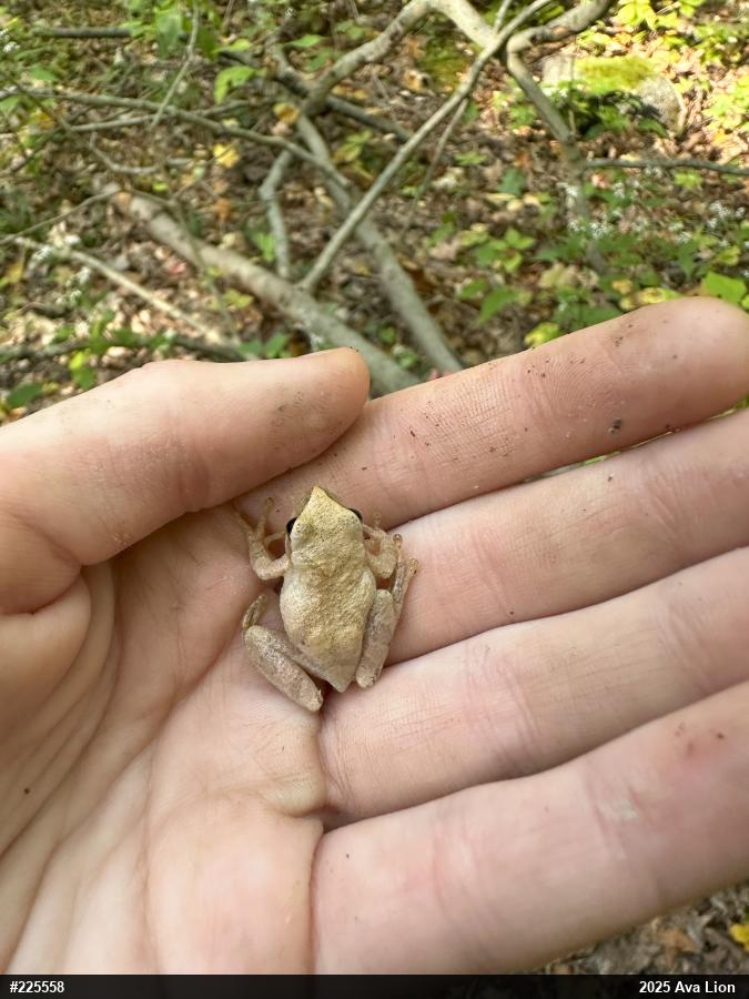 Spring Peeper