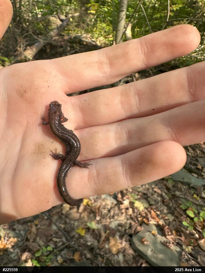 Allegheny Mountain Dusky Salamander