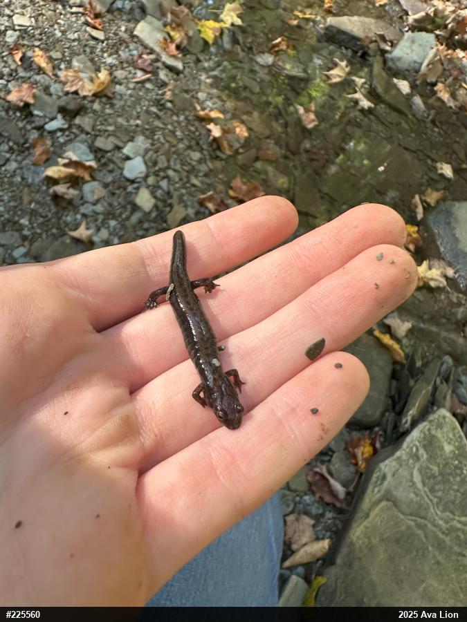 Allegheny Mountain Dusky Salamander