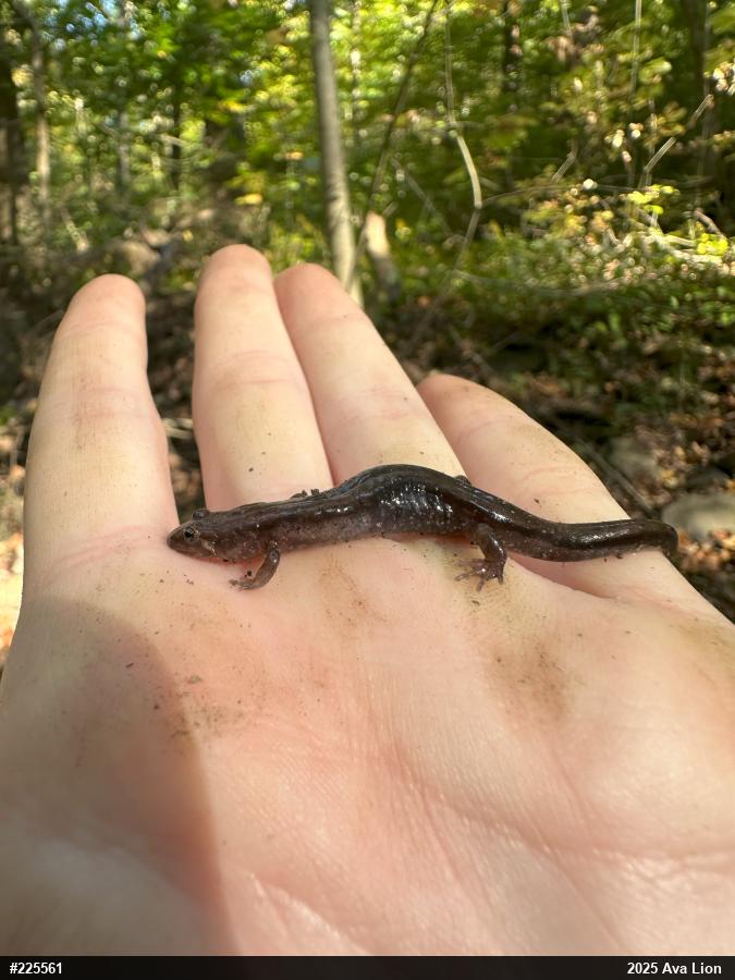 Allegheny Mountain Dusky Salamander