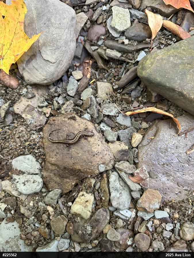 Allegheny Mountain Dusky Salamander