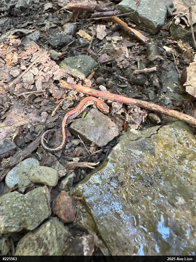 Eastern Red-backed  Salamander