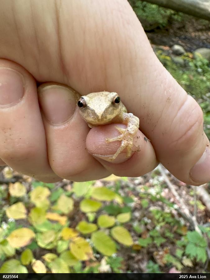 Spring Peeper