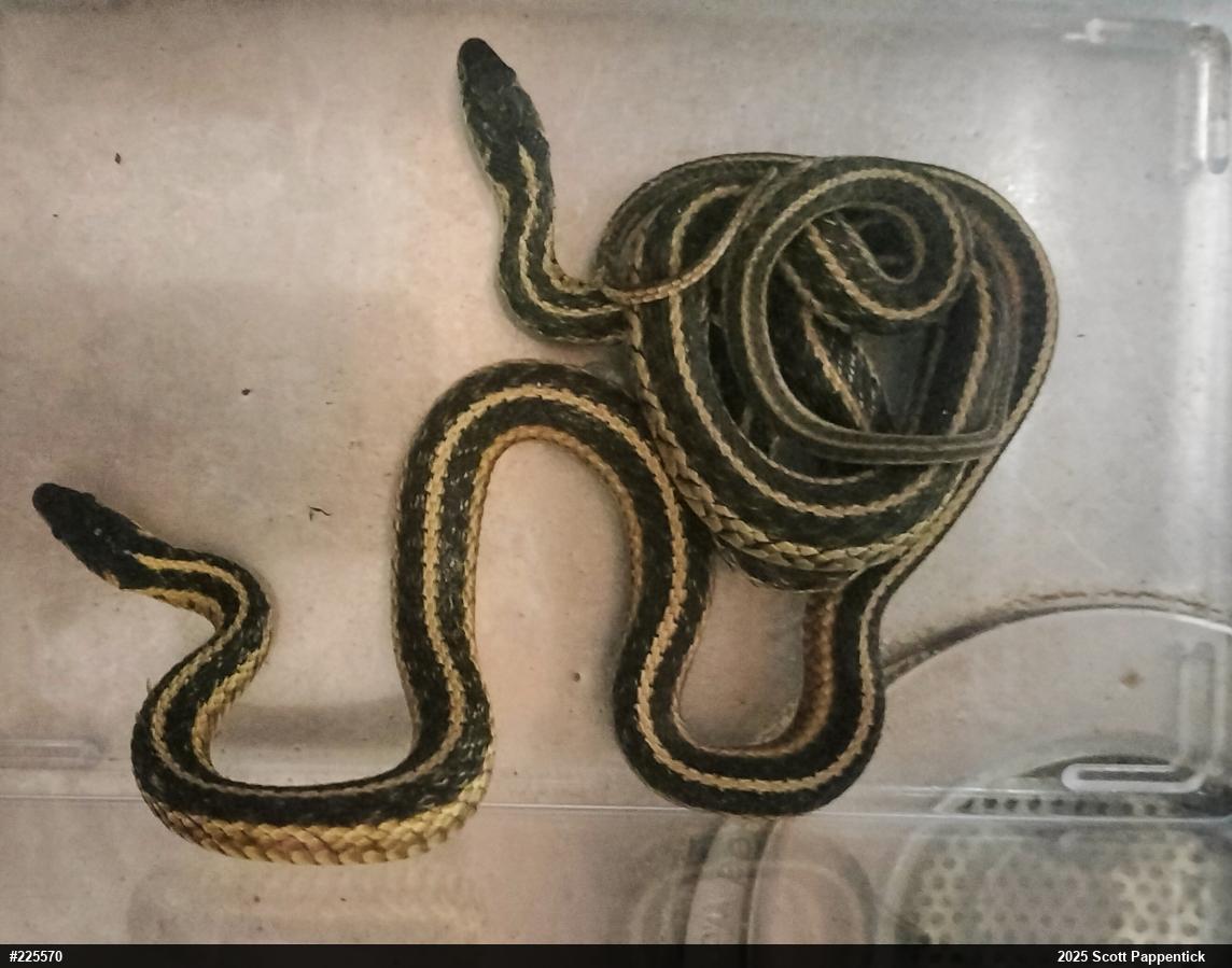 Eastern Gartersnake