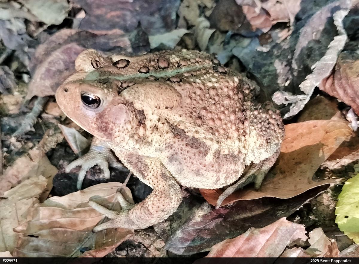 Eastern American Toad