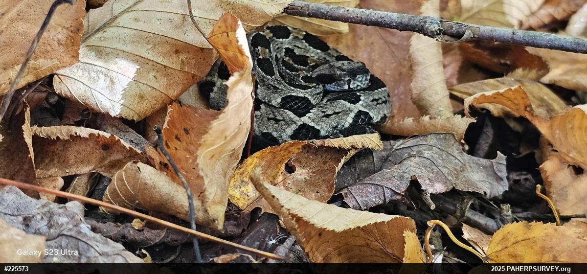 Timber Rattlesnake