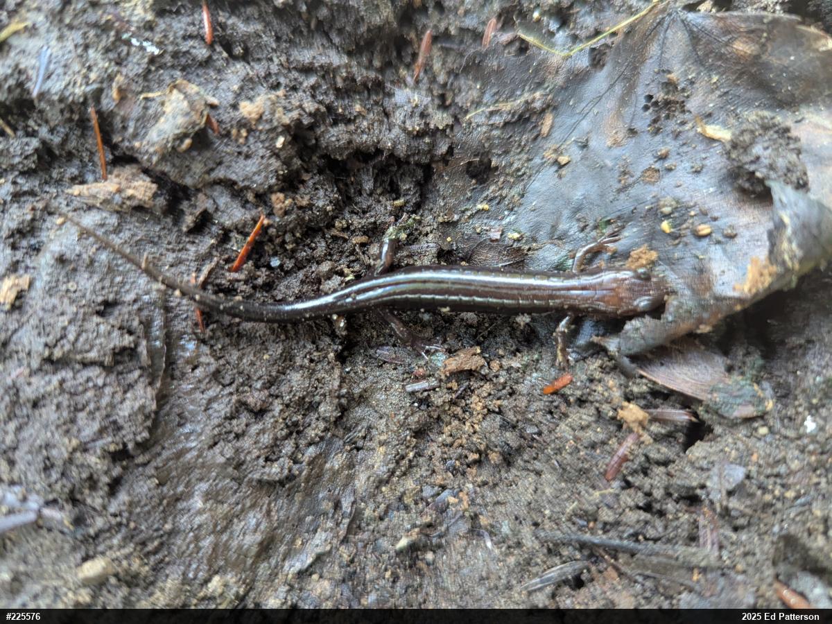 Allegheny Mountain Dusky Salamander