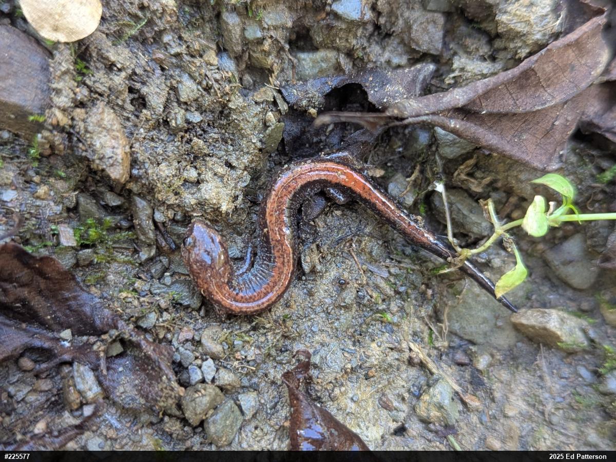 Eastern Red-backed  Salamander