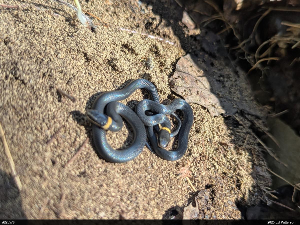 Northern Ring-necked Snake