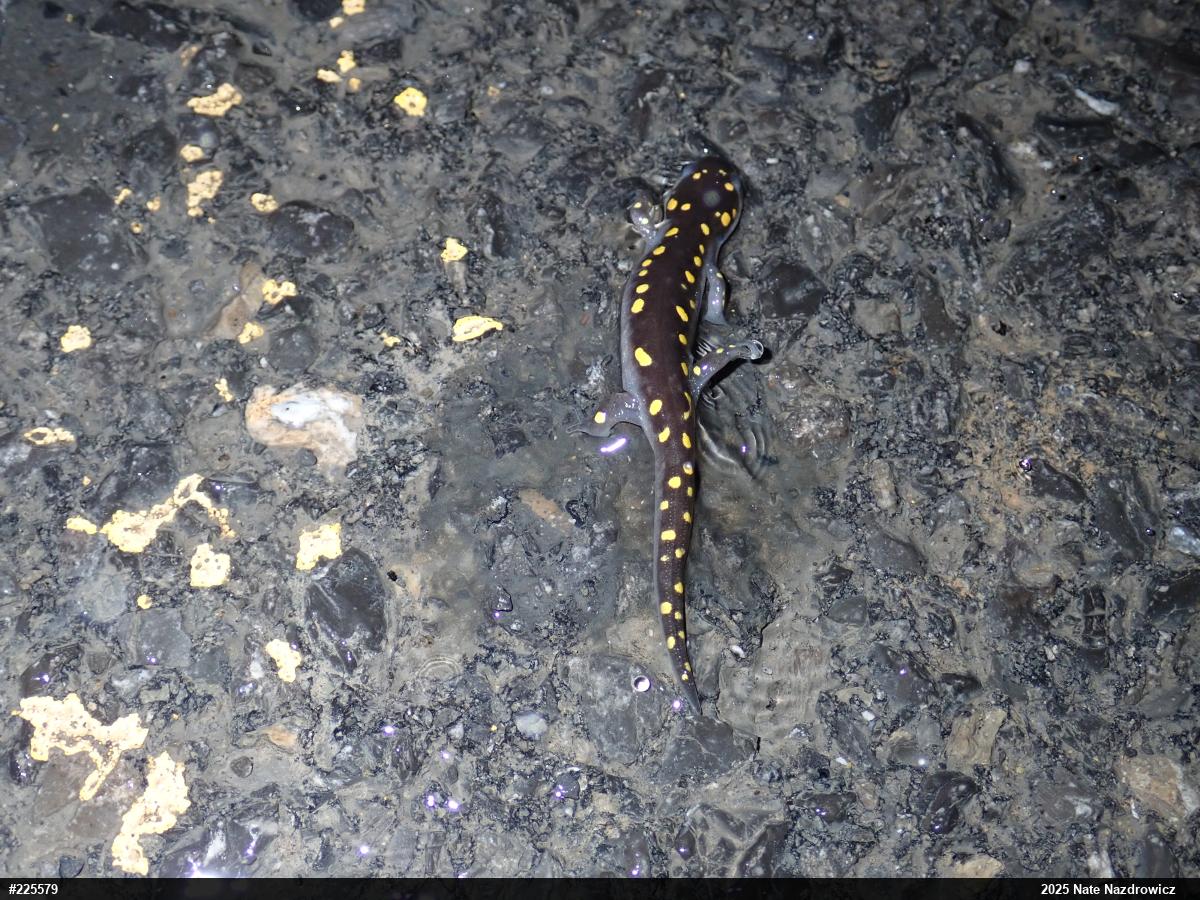 Spotted Salamander