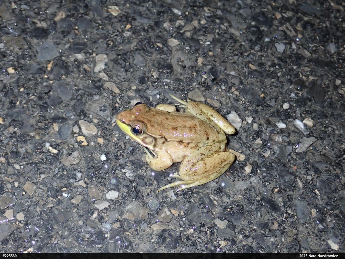 Green Frog