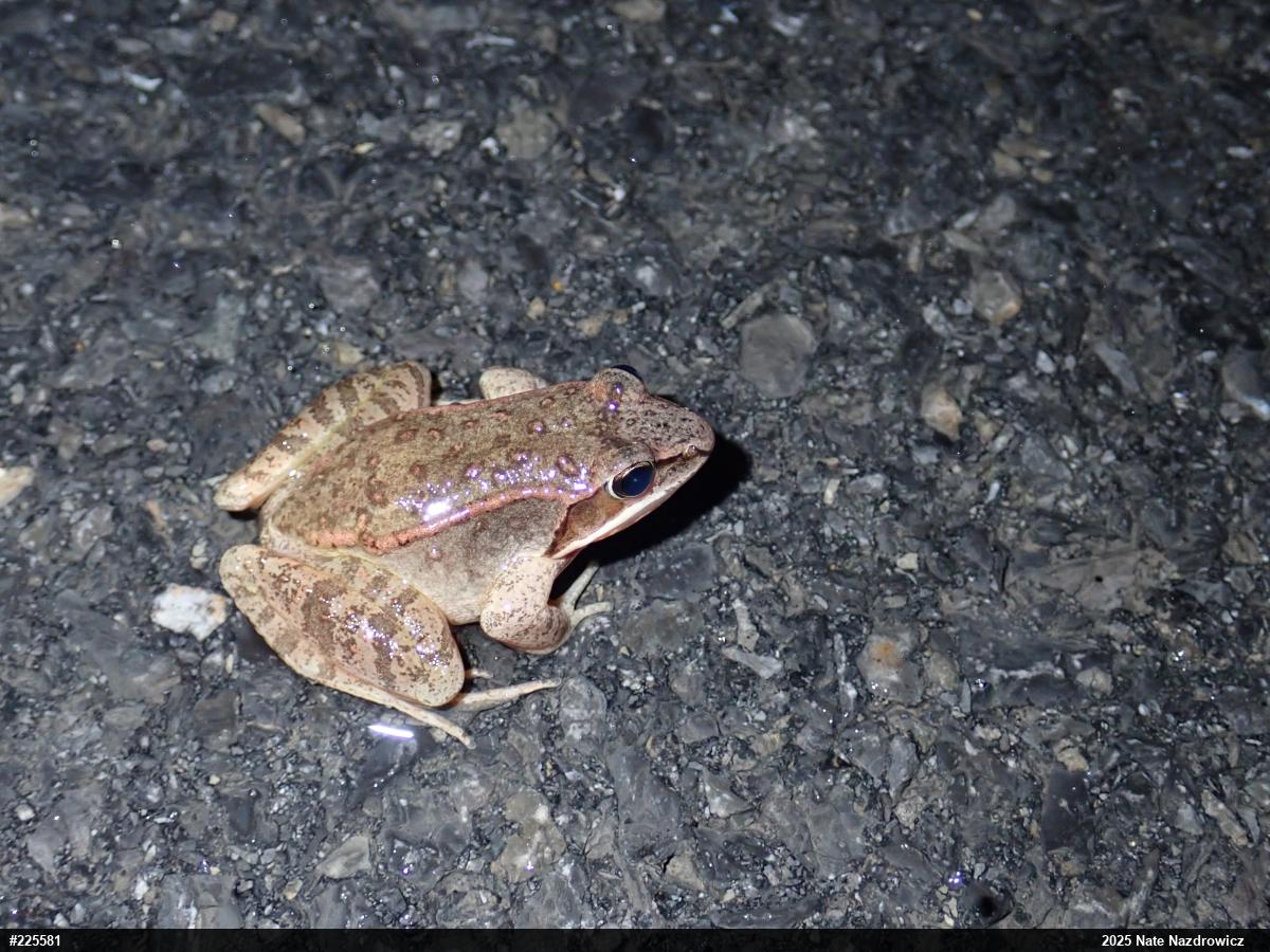 Wood Frog