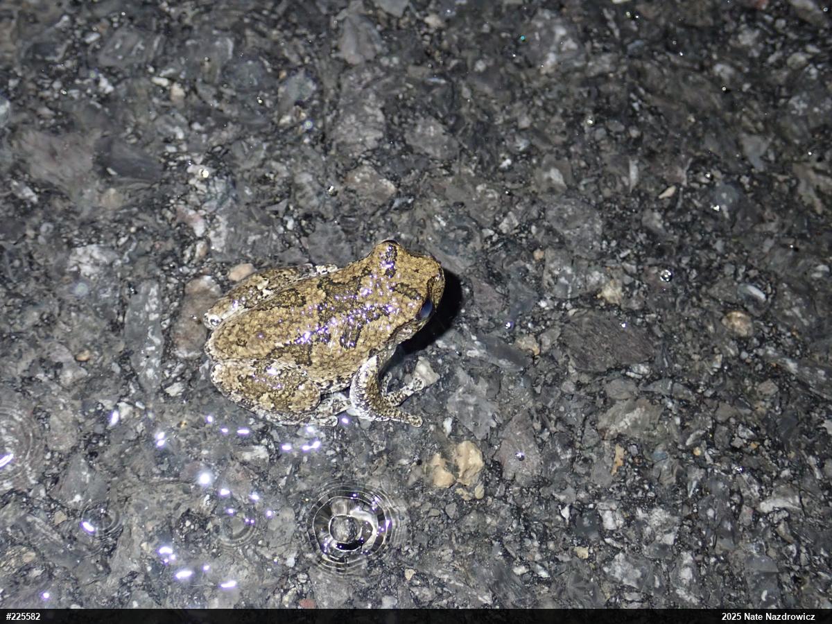 Unknown Gray Treefrog