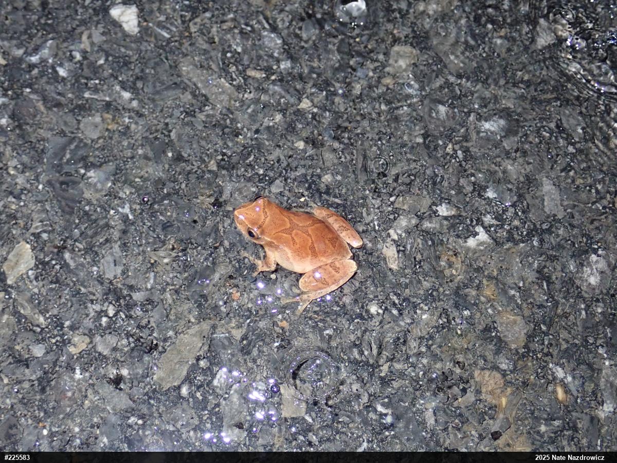 Spring Peeper
