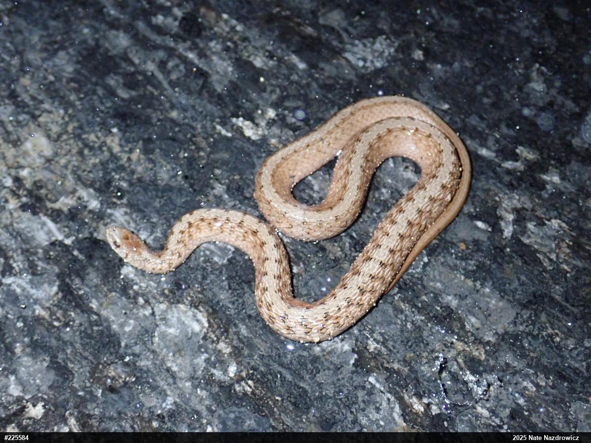 Dekay's Brownsnake