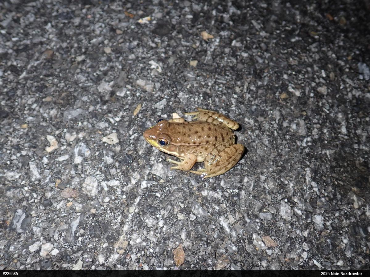 Green Frog