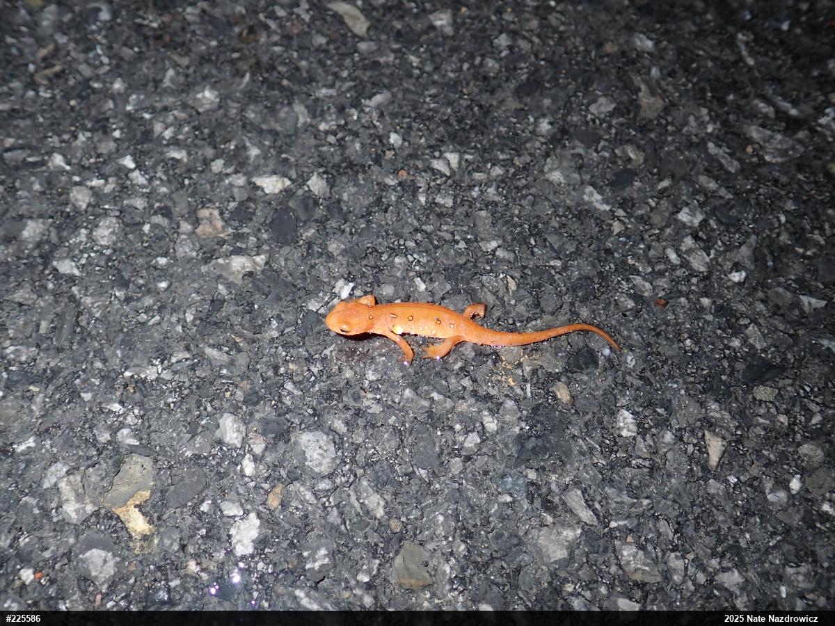 Red-spotted Newt