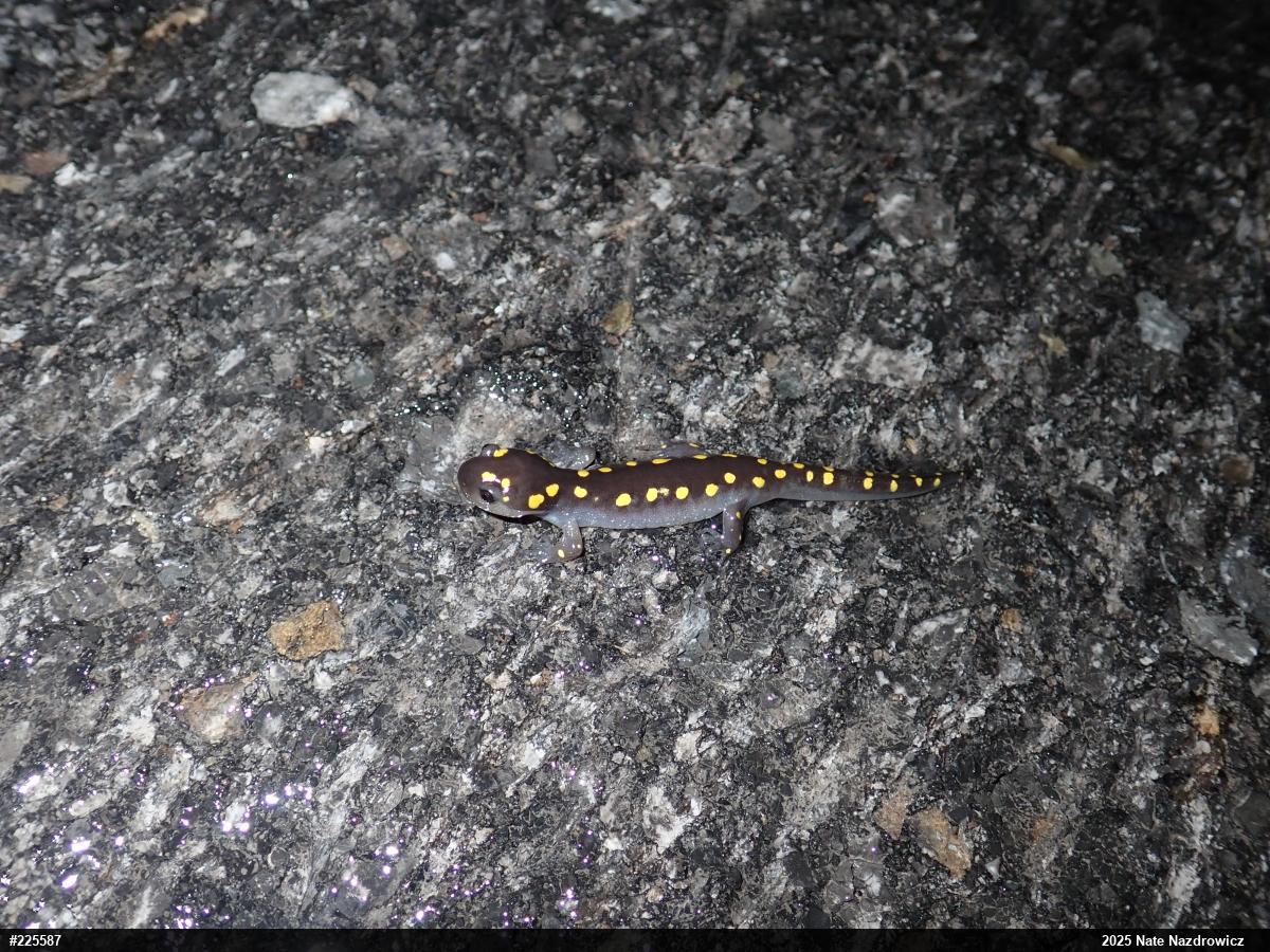 Spotted Salamander