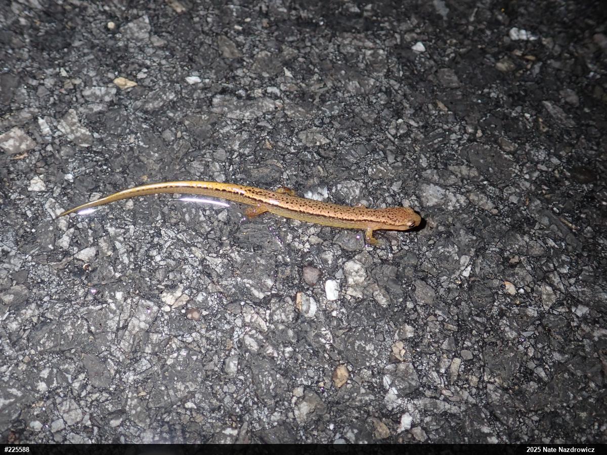 Northern Two-lined Salamander