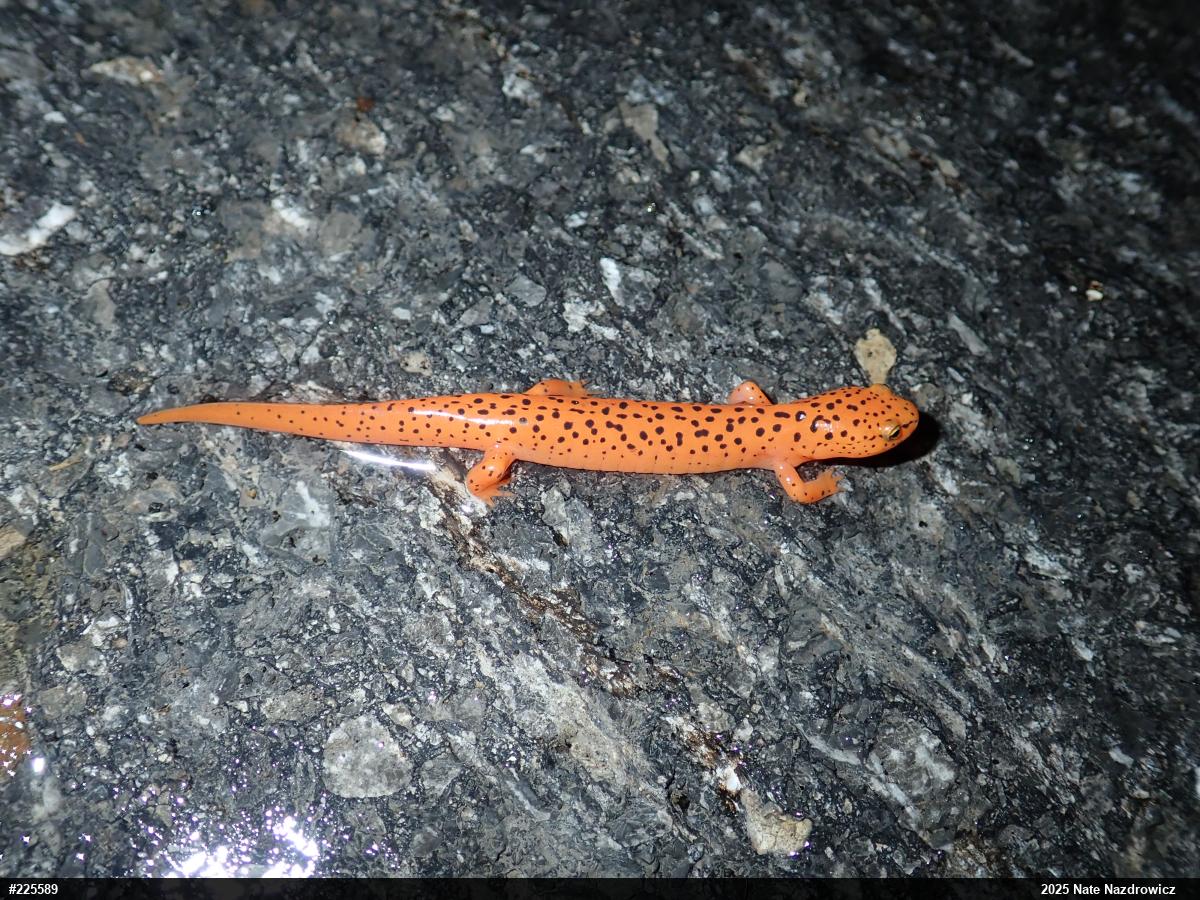 Northern Red Salamander