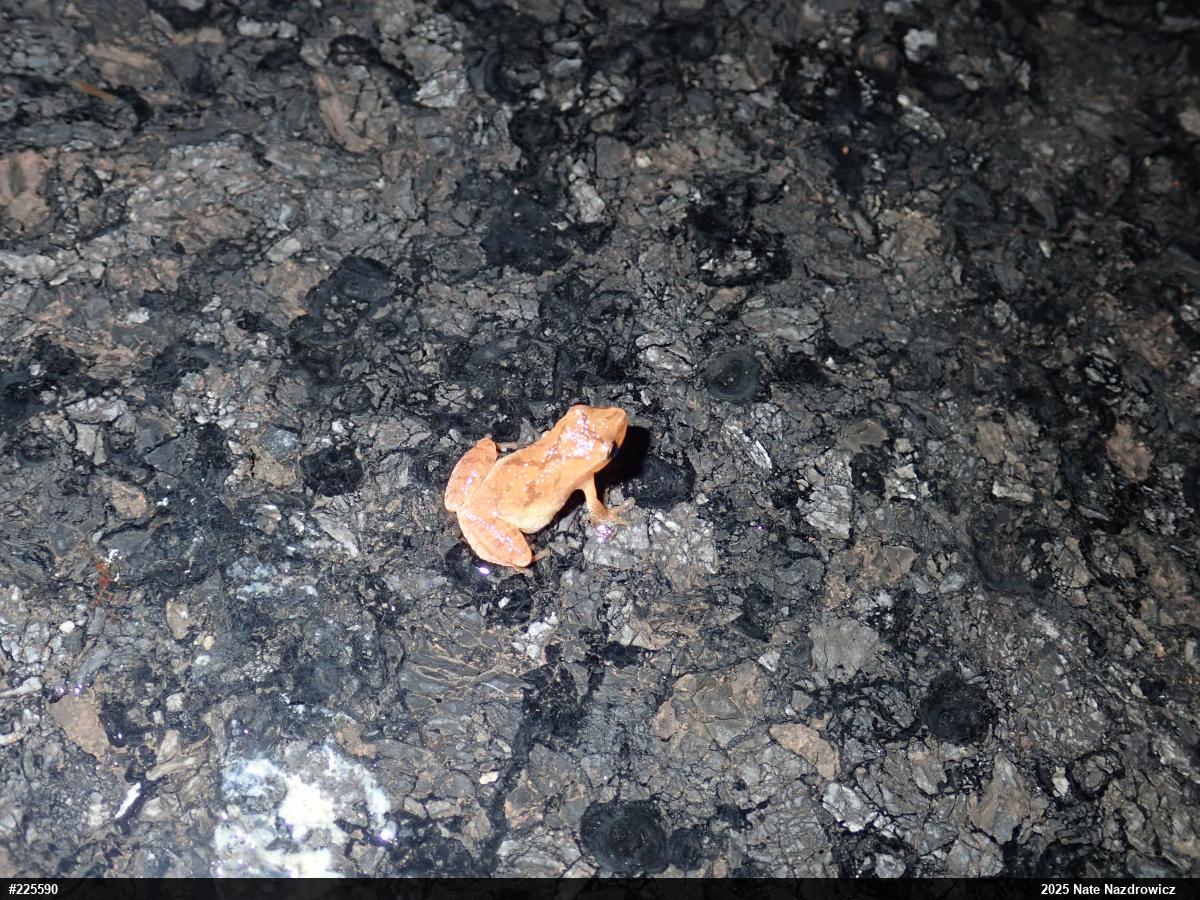 Spring Peeper