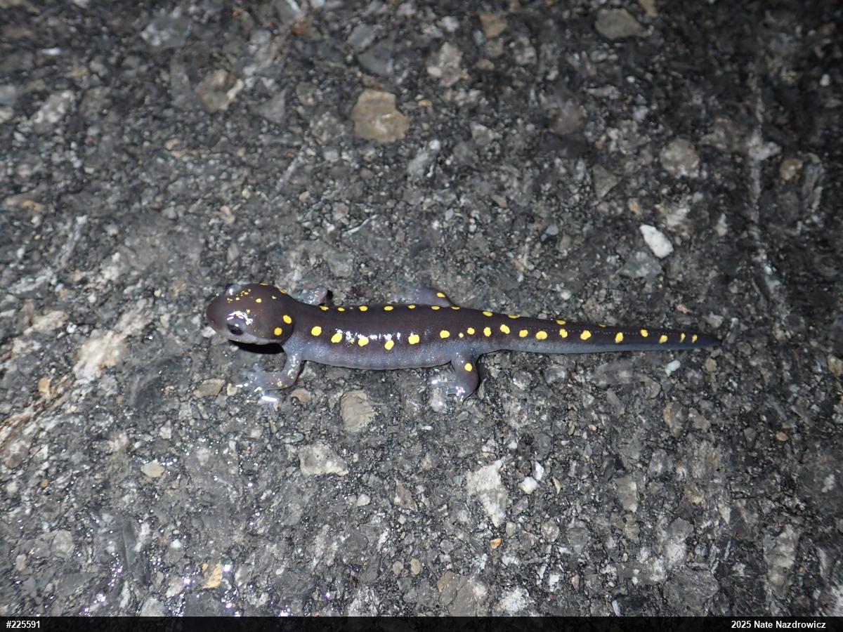 Spotted Salamander